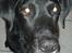 Labrador retriever Oliver. R.I.P