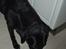 Labrador retriever Oliver. R.I.P
