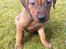 Rhodesian ridgeback Simba - Simba som helt lille bebs