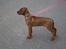 Rhodesian ridgeback Simba - Smukke Simse 9uger