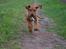 Rhodesian ridgeback Simba - Simba i fuldfart. 9 uger