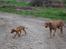 Rhodesian ridgeback Simba - Simba og Stella på gå tur.