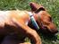 Rhodesian ridgeback Simba - Simba i solen.