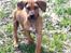 Rhodesian ridgeback Simba - Lille Simba står bare og ser sød ud.