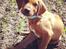 Rhodesian ridgeback Simba - Søde baby