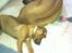 Rhodesian ridgeback Simba - Simba putter med mor.