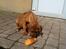 Rhodesian ridgeback Simba - Her har han fanget et stykke brød.