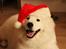 Samojedhund Bamse - Jeg GLÆDER mig til det der de kalder jul..!!