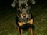 Rottweiler Aura - Aura