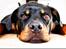 Rottweiler Aura - Besøg af fotograf :D