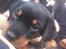 Rottweiler Aura - Aura