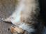 Shetland sheepdog Mille