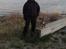 Västgötaspids Gaia R. I. P - Vi er nede og træne på stranden