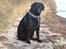 Curly coated retriever Balto (RIP)