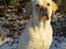 Labrador retriever Abel