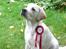 Labrador retriever Abel