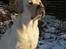 Labrador retriever Abel