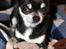 Chihuahua Chihuanas Blueberry Yum Yum - Evee - Yndlingsbamsen ;) 15 dec 2013