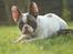 Fransk bulldog Hector