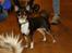 Chihuahua Mighty Draco