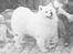 Samojedhund Bamse