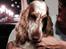 Cocker spaniel Althea