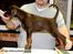 Dobermann LJCH From Island Korsika A Mill. $ Baby (Cocio)