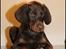 Dobermann LJCH From Island Korsika A Mill. $ Baby (Cocio)