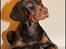 Dobermann LJCH From Island Korsika A Mill. $ Baby (Cocio)
