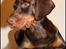 Dobermann LJCH From Island Korsika A Mill. $ Baby (Cocio)