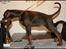 Dobermann LJCH From Island Korsika A Mill. $ Baby (Cocio)