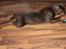 Dobermann LJCH From Island Korsika A Mill. $ Baby (Cocio)