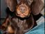Dobermann LJCH From Island Korsika A Mill. $ Baby (Cocio)