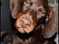 Dobermann LJCH From Island Korsika A Mill. $ Baby (Cocio)