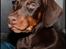 Dobermann LJCH From Island Korsika A Mill. $ Baby (Cocio)