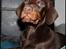 Dobermann LJCH From Island Korsika A Mill. $ Baby (Cocio)