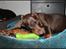 Dobermann LJCH From Island Korsika A Mill. $ Baby (Cocio)