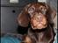 Dobermann LJCH From Island Korsika A Mill. $ Baby (Cocio)
