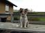 Shetland sheepdog Balto