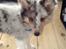 Shetland sheepdog Balto