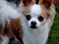 Chihuahua Viktor
