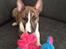 Bullterrier miniature Stubborn Head Danish Danymite aka Loco