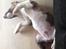 Bullterrier miniature Stubborn Head Danish Danymite aka Loco