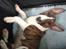 Bullterrier miniature Stubborn Head Danish Danymite aka Loco