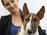 Bullterrier miniature Stubborn Head Danish Danymite aka Loco