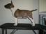 Bullterrier miniature Stubborn Head Danish Danymite aka Loco
