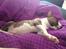 Bullterrier miniature Stubborn Head Danish Danymite aka Loco