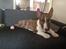 Bullterrier miniature Stubborn Head Danish Danymite aka Loco