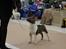 Bullterrier miniature Stubborn Head Danish Danymite aka Loco