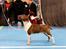 Bullterrier miniature Stubborn Head Danish Danymite aka Loco